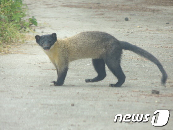 본문 이미지 - 지난 6월29일 우포 목포제방에서 포착된 담비. <환경감시원 성병천씨 제공>ⓒ News1