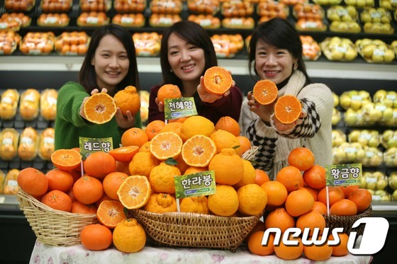 (서울=뉴스1) 조희연 기자 = 23일 서울 서초구 하나로클럽 양재점에서 모델들이 국산 오렌지류를 선보이고 있다. 농협유통은 한라봉, 천혜향, 레드향 등 국산 오렌지류를 오는 24 …