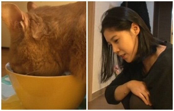 본문 이미지 - 28일 오전 9시25분 '동물농장'을 통해 배다해가 거식증 고양이 준팔이를 키우는 모습이 공개됐다.ⓒ 뉴스1 스포츠 / SBS '동물농장' 캡처