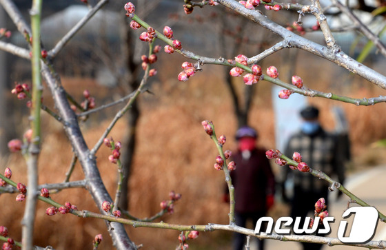 (서울=뉴스1) 박지혜 기자 = 낮기온이 14도까지 올라간 26일 오후 서울 청계천 마장2교 부근 매화나무에 다가오는 봄을 알리듯 꽃봉오리가 맺혀 있다.기상청에 따르면 중부지방은 …