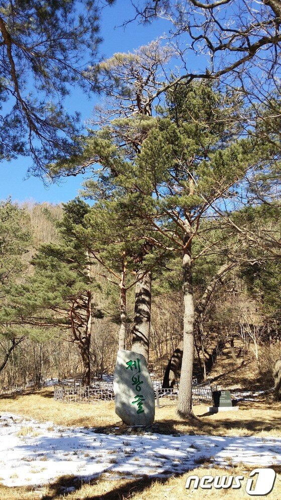 본문 이미지 - 강릉 부연마을의 수호목이라는 &#39;제왕솔&#39;&#40;강원지방우정청 제공&#41;.2014.2.28/뉴스1 © News1 권혜민 기자   