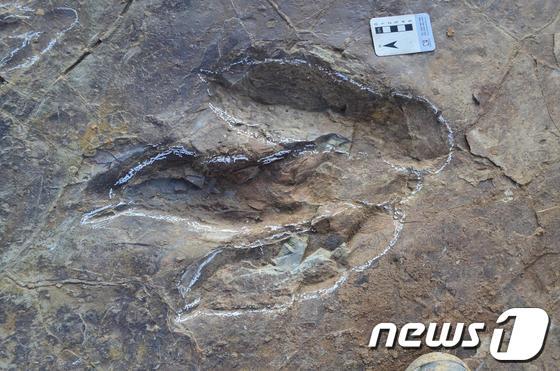 본문 이미지 - 군산시 산북동 일원에서 발견된 수각류 발자국 화석 © News1  