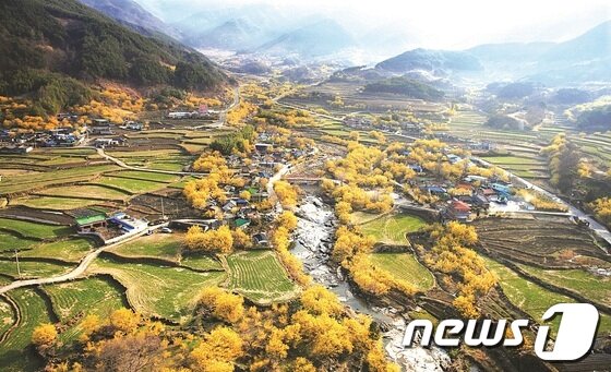 본문 이미지 - 구례군 산동마을에 만개한 산수유꽃. © News1 서순규 기자