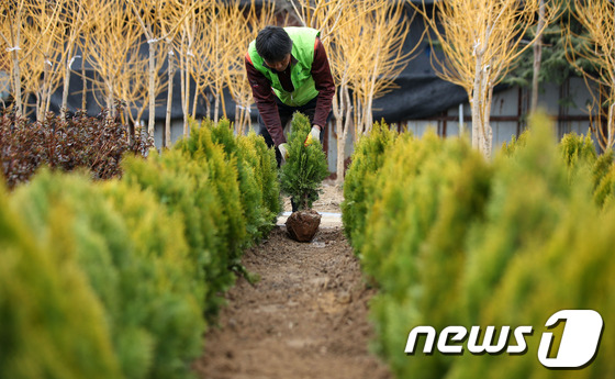 (하남=뉴스1) 한재호 기자 = 17일 오전 경기도 하남시 동남로 나무시장에서 산림조합중앙회 한 관계자가 황금측백나무를 옮겨 심고 있다.산림조합중앙회(회장 장일환)는 전 국민이 다 …