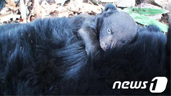 본문 이미지 - 2008년 서울대공원에서 도입해 지리산에 방사한 어미곰(KF-27)이 최근 건강한 수컷 새끼 한 마리를 낳았다. 새끼곰은 지난 5일 발견 당시 몸무게가 2.9㎏이었는데 태어난 지 한 달이 갓 지난 것이다. 사진은 새끼곰이 마취상태의 어미곰 등에 바짝 붙어 있는 모습. (환경부 제공) © News1 