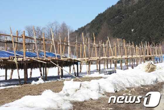 본문 이미지 - 일본 방사능 여파로 동해안 황태 소비가 줄면서 인제 용대리 황태덕장이 텅 비어있는 모습이다.&#40;사진제공=강원지방우정청&#41;.2014.3.20/뉴스1 © News1 권혜민 기자