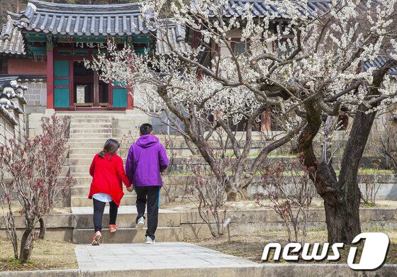 본문 이미지 - 경북 안동시 도산면 도사서원 내 퇴계 이황 선생도 반한 매화가 만개해 관광객들을 반기고 있다. 매화를 좋아한 퇴계 선생은 300편이 넘는 시를 남겼다./뉴스1