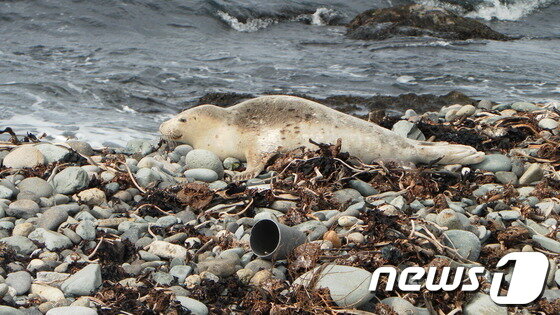 본문 이미지 - 독도 동도 숫돌바위 주변에 1m크기의 물범 한마리가 따뜻한 봄 볕을 쬐고 있다. 2014.3.8/뉴스1