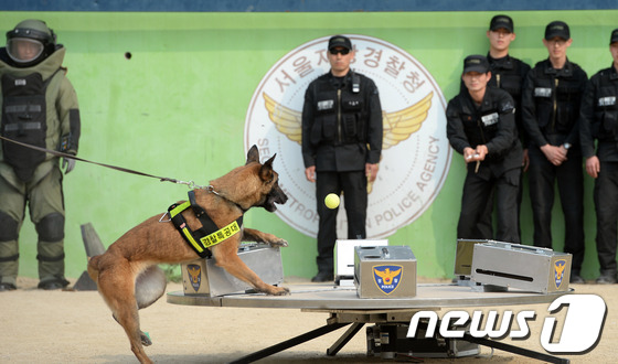(서울=뉴스1) 양동욱 기자 = 13일 오후 서울 남태령 경찰특공대 훈련장에서 폭발물 탐지견이 회전 인지판을 이용해 폭발물 의심물체 식별을 하고 있다.이성한 경찰청장은 이날 경찰특 …