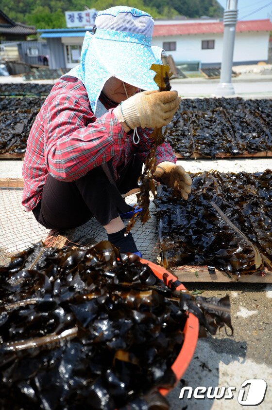 본문 이미지 - 25일 강릉시 정동진역 인근에 위치한 강동면 안인진리 어민들이 청정 앞바다에서 채취한 돌미역의 상태를 확인하고 있다. 2014.4.25/뉴스1 © News1 서근영 기자