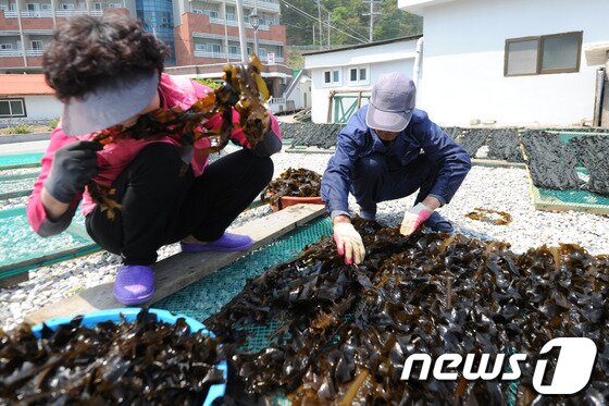 본문 이미지 - 25일 강릉시 정동진역 인근에 위치한 강동면 안인진리 어민 부부가 채취한 돌미역을 말리기 위해 채에 옮기고 있다. 2014.4.25/뉴스1 © News1 서근영 기자