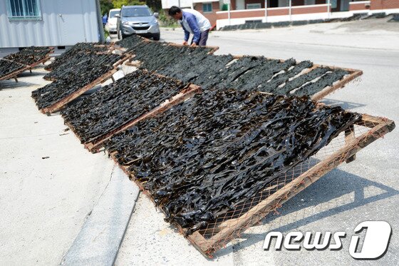 본문 이미지 - 25일 강릉시 정동진역 인근에 위치한 강동면 안인진리 한 어민이 청정 앞바다에서 채취한 돌미역이 잘 마르고 있는지 확인하고 있다. 2014.4.25/뉴스1 © News1 서근영 기자
