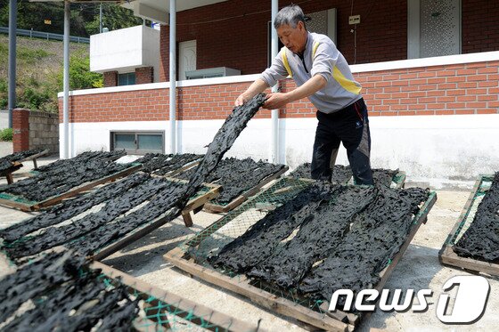 본문 이미지 - 25일 강릉시 정동진역 인근에 위치한 강동면 안인진리 한 어민이 말리고 있는 돌미역을 뒤집고 있다.2014.4.25/뉴스1 © News1 서근영 기자