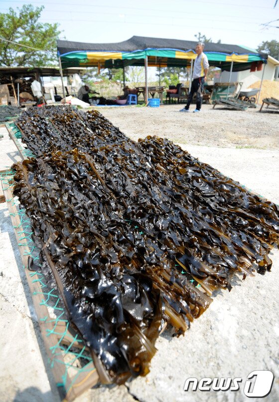 본문 이미지 - 25일 강릉시 정동진역 인근에 위치한 강동면 안인진리에서는 청정 앞바다에서 채취한 돌미역 말리기에 한창이다 . 2014.4.25/뉴스1 © News1 서근영 기자