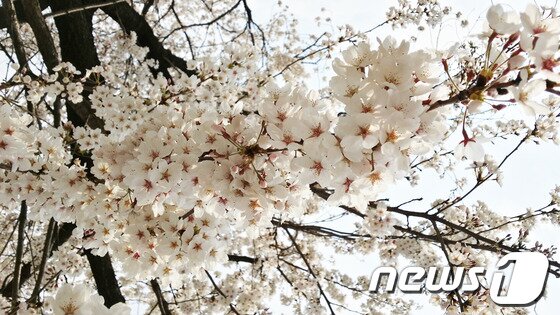 본문 이미지 - 봄을 맞은 춘천시 북산면 조교리에 벚꽃이 만개했다.&#40;사진제공=강원지방우정청&#41;.2014.4.25/뉴스1  © News1 권혜민 기자  