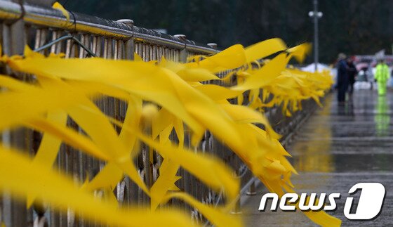 본문 이미지 - 세월호 여객선 침몰 사고 12일째인 27일 전남 진도군 팽목항에 실종자들의 무사귀환을 담은 노란리본이 비바람에 펄럭이고 있다. 2014.4.27/뉴스1 © News1   송원영 기자