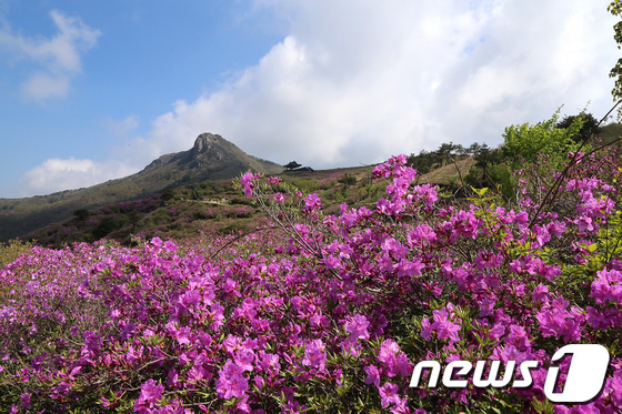 (서울=뉴스1) 이종덕 기자 = 1일 산청군 차황면 황매산 철쭉이 개화해 진분홍의 아름다움을 자랑하며 관광객들을 맞고 있다. (산청군 제공) 2014.5.1/뉴스1