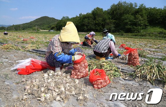 본문 이미지 - 산청군 생초면 상촌마을 마늘밭에서 농민들이 햇마늘 수확에 구슬땀을 흘리고 있다. (산청군 제공) ⓒ News1