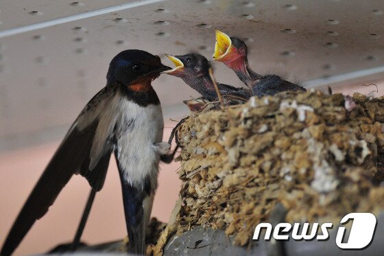 본문 이미지 - 2014년 5월 25일 오전 경북 포항시 북구 두호종합시장 입구 가스배관위에 둥지를 튼 제비부부가 갓 태어난 새끼들에게 먹잇감을 물어다 주고 있다.2014.5.25/뉴스1
