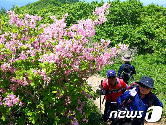 본문 이미지 - 강원 정선 두위봉 철쭉 군락지를 지나는 등산객들. (사진제공=정선군) 2014.5.29/뉴스1 © News1 하중천 