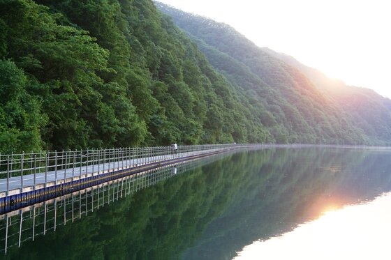 본문 이미지 - 강원 화천의 숲으로 다리 길. (한국관광공사 제공) © News1 