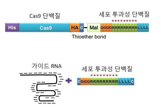 본문 이미지 - 세포 투과성 단백질과 결합된 RNA 유전자 가위© News1  