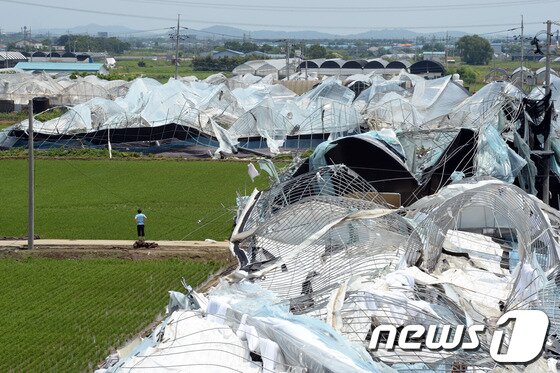 본문 이미지 - '토네이도' 피해를 입은 경기 고양시 일산서구 구산동 일원에서 11일 오후 한 농민이 뒷짐을 지고 서서 망가진 화훼시설물을 바라보고 있다. 기상청은 10일 오후 7시께 고양시 장월나들목 인근 한강 둔치에서 토네이도 현상이 발생해 한 시간 동안 지속됐다고 밝혔다. 이번 토네이도로 구산동 일원 장미 재배용 비닐하우스 등 원예시설물 20동 이상이 파손되는 피해를 입었다. 2014.6.11/뉴스1 © News1   정회성 기자