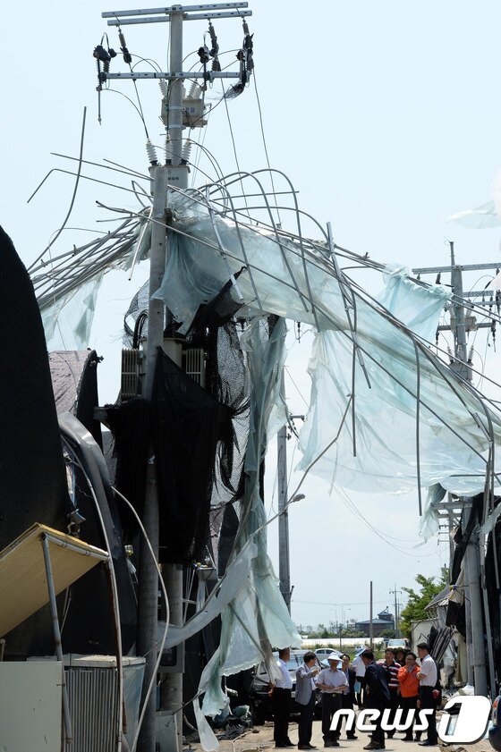 본문 이미지 - '토네이도' 피해를 입은 경기 고양시 일산서구 구산동 일원에서 11일 오후 한 전신주에 11일 오후 온실시설물 구조물이 엉켜있다.기상청은 10일 오후 7시께 고양시 장월나들목 인근 한강 둔치에서 토네이도 현상이 발생해 한시간 동안 지속됐다고 밝혔다. 이번 토네이도로 구산동 일원 장미 재배용 비닐하우스 등 원예시설물 20동 이상이 파손되는 피해를 입었다. 일산에 갑자기 불어 닥친 토네이도로 길가에 서 있던 경운기가 논바닥으로 박히고 비닐하우스 21곳이 재산 피해를 입었다. 또한 토네이도 발생 지점 근처에 있던 김모(80) 씨는 날아온 파이프에 맞아 부상을 당했고 바람에 날린 각종 비닐과 천이 전선을 덮치며 일부 지역이 정전되기도 했다. 2014.6.11/뉴스1  © News1   정회성 기자