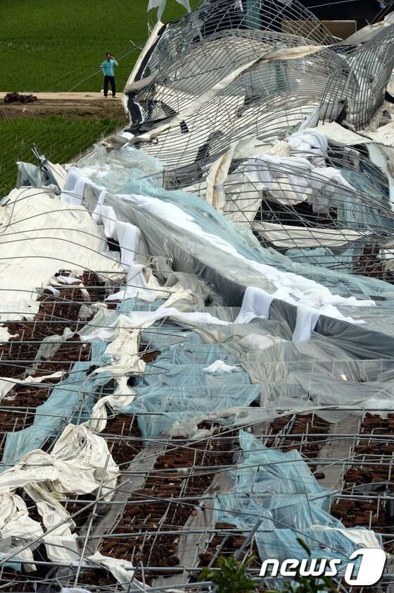 본문 이미지 - '토네이도' 피해를 입은 경기 고양시 일산서구 구산동 일원 들녘에 11일 오후 한 농민이 훼손된 온실시설물을 바라보며 휴대전화로 통화하고 있다.기상청은 10일 오후 7시께 고양시 장월나들목 인근 한강 둔치에서 토네이도 현상이 발생해 한시간 동안 지속됐다고 밝혔다. 이번 토네이도로 구산동 일원 장미 재배용 비닐하우스 등 원예시설물 20동 이상이 파손되는 피해를 입었다. 일산에 갑자기 불어 닥친 토네이도로 길가에 서 있던 경운기가 논바닥으로 박히고 비닐하우스 21곳이 재산 피해를 입었다. 또한 토네이도 발생 지점 근처에 있던 김모(80) 씨는 날아온 파이프에 맞아 부상을 당했고 바람에 날린 각종 비닐과 천이 전선을 덮치며 일부 지역이 정전되기도 했다. 2014.6.11/뉴스1  © News1   정회성 기자