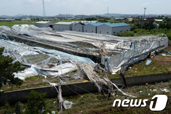 본문 이미지 - '토네이도' 피해를 입은 경기 고양시 일산서구 구산동 일원 들녘에 11일 오후 훼손된 온실시설물들이 복구를 기다리고 있다.기상청은 10일 오후 7시께 고양시 장월나들목 인근 한강 둔치에서 토네이도 현상이 발생해 한시간 동안 지속됐다고 밝혔다. 이번 토네이도로 구산동 일원 장미 재배용 비닐하우스 등 원예시설물 20동 이상이 파손되는 피해를 입었다. 일산에 갑자기 불어 닥친 토네이도로 길가에 서 있던 경운기가 논바닥으로 박히고 비닐하우스 21곳이 재산 피해를 입었다. 또한 토네이도 발생 지점 근처에 있던 김모(80) 씨는 날아온 파이프에 맞아 부상을 당했고 바람에 날린 각종 비닐과 천이 전선을 덮치며 일부 지역이 정전되기도 했다. 2014.6.11/뉴스1  © News1   정회성 기자