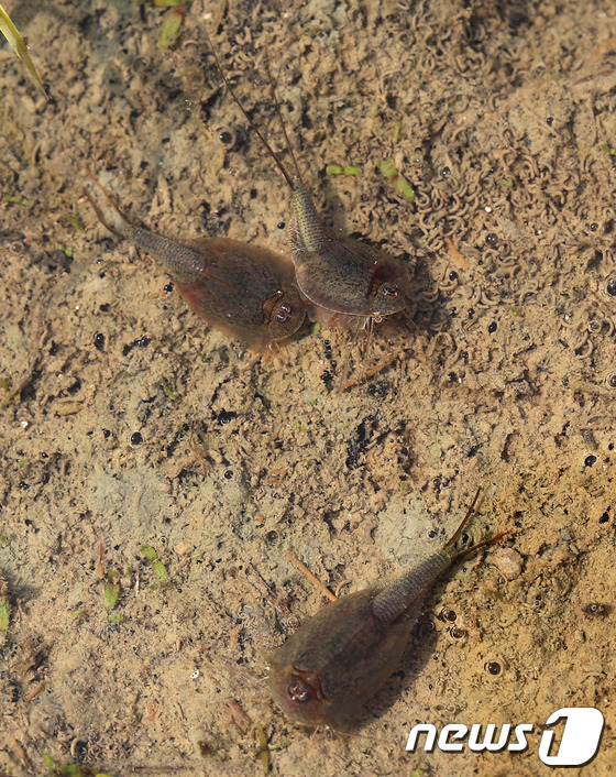 (서울=뉴스1)  = 생태계 복원의 대표적인 지표생물로 꼽히며 ‘살아있는 화석’으로도 불리는 긴꼬리투구새우가 경남 산청 차탄마을의 유기농벼 경작지에 출현했다.긴꼬리투구새우는 200 …