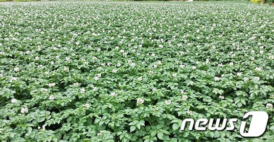 본문 이미지 - 강원 평창군 대화면 개수리에는 지금 메밀꽃 대신 감자꽃이 활짝 피었다.&#40;사진제공=강원지방우정청&#41; © News1 권혜민 기자  