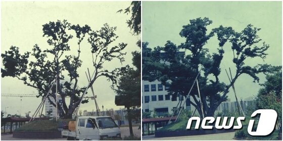 본문 이미지 - 대전 둔산신도시의 상징 샘머리공원 느티나무 보호수가 1997년(좌) 1999년(우) 왕성했던 모습.© News1