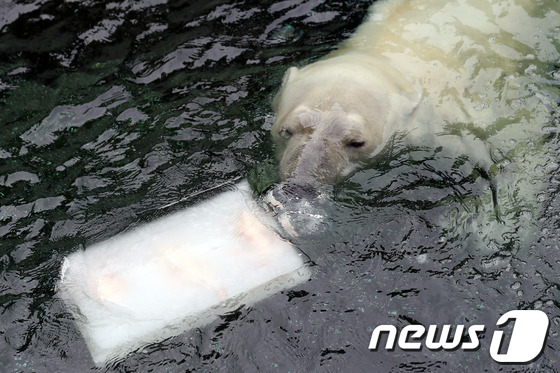 (용인=뉴스1) 한재호 기자 = 초복을 하루 앞둔 17일 경기도 용인 에버랜드 동물원에서 북극곰이 더위를 피해 물에 들어가 생선과 과일을 넣은 얼음 간식을 향해 가고 있다. 201 …