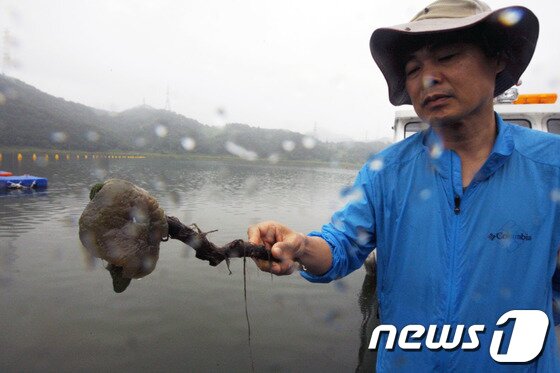 본문 이미지 - 지난6일 오후 대구시 달성군 달성보에서 전문조사원이 최근 논란이 되고 있는 큰빗이끼벌레 들어 보이고 있다. 이번 조사에서 발견된 큰빗이끼벌레는 북미지역의 외래종으로 1 ㎜ 미만의 개충들이 응집해 군체를 형성해 축구공만 한 크기로 자란다. /뉴스1 © News1 