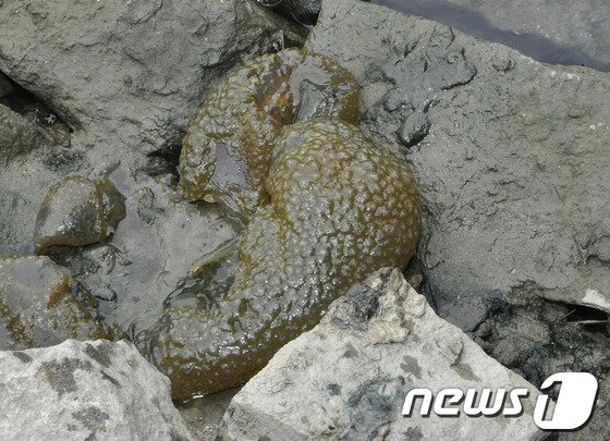 본문 이미지 - 8일 오전 강원 춘천시 근화동 조각공원 인근 공지천에서 큰빗이끼벌레가 수변 바위에 붙여 있다. 최근 금강과 낙동강 등지에서 큰빗이끼벌레가 발견돼 수질오염 논란이 되고 있는 가운데 도내에서 이 벌레가 발견된 공지천은 상수원 상류인 북한강 수계 의암호와 연결돼 있다. 2014.7.8/뉴스1 © News1 이예지 기자