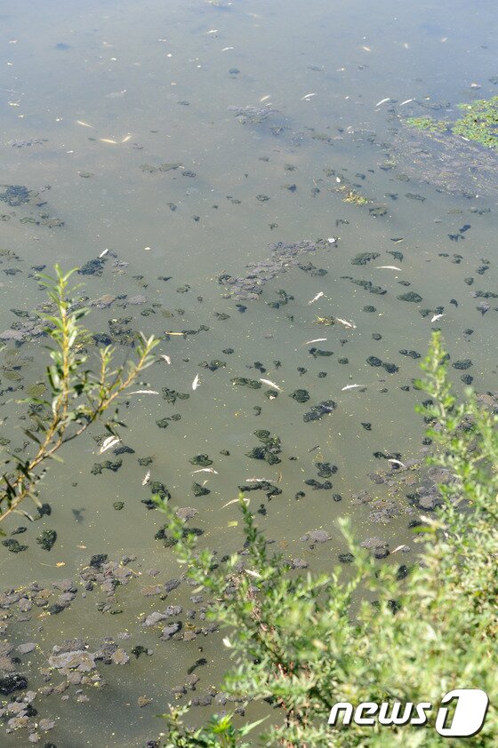 본문 이미지 - 1일 오전 강릉 남대천 하류 부근에서 산란기를 앞두고 있는 은어떼가 배를 뒤집고 죽어 있다. 강릉시는 은어 폐사 원인을 장기화된 가뭄과 높은 낮기온으로 말미암은 용존산소량 부족으로 추정하고 있다. 2014.8.1/뉴스1