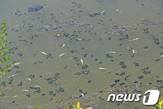 본문 이미지 - 1일 오전 강릉 남대천 하류 부근에서 산란기를 앞두고 있는 은어떼가 배를 뒤집고 죽어 있다. 강릉시는 은어 폐사 원인을 장기화된 가뭄과 높은 낮기온으로 말미암은 용존산소량 부족으로 추정하고 있다. 2014.8.1/뉴스1