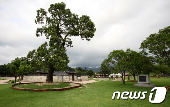 해미읍성 내 옥사, 호야나무(서산시 제공)© News1