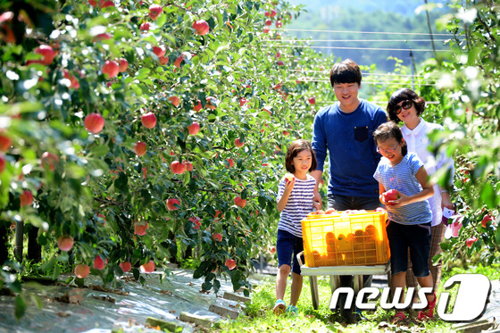 사과 수확 체험하는 가족들