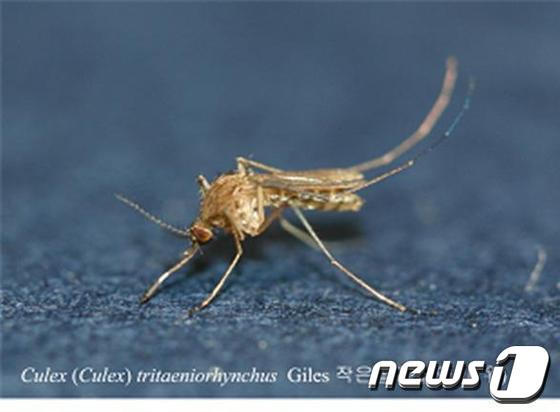 사진은 일본뇌염 매개모기인 빨간집모기(전북도보건환경연구원 제공). 뉴스1© News1