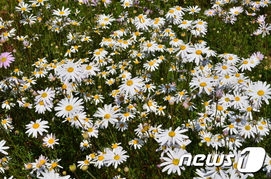 (화천=뉴스1) 홍성우 기자 = 20일 화천군 하남면 거례리 아를테마 수목공원에 구절초 꽃이 활짝 폈다. 구절초는 가을에 피는 꽃으로 북부지방부터 개화가 시작되기 때문에 이 곳 구 …