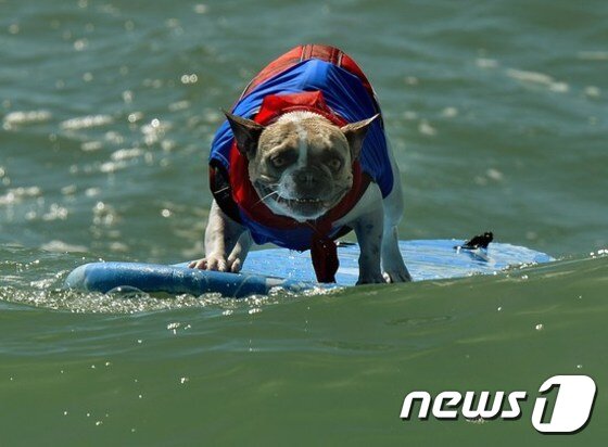 본문 이미지 - 미국의 한 10대 소녀와 애완견과 유사 성행위를 한 혐의로 경찰에 붙잡혔다.(해당 사진은 기사와 무관)ⓒ News1 DB