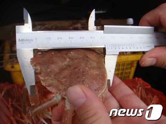 본문 이미지 - 연중 포획이 금지된 체장미달(9cm 이하) 대게 (자료사진)2021.12.14 ⓒNews1