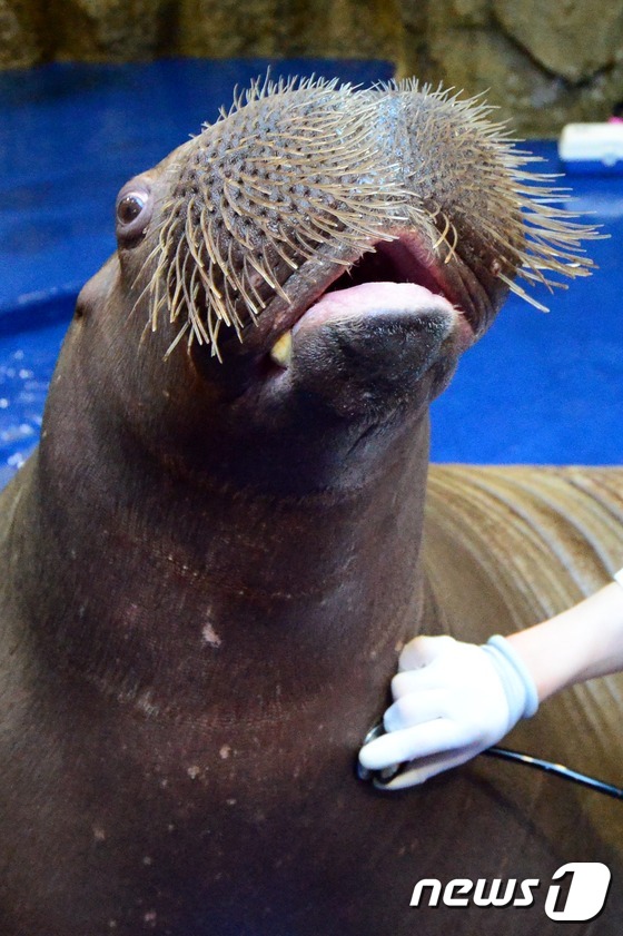 (고양=뉴스1) 정회성 기자 = 22일 오전 경기 고양시 일산서구 대화동 한화 아쿠아플라넷 오션아레나에서 수의사가 바다코끼리 '메리'가 건강검진을 받고 있다.한화 아쿠아플라넷은 겨 …
