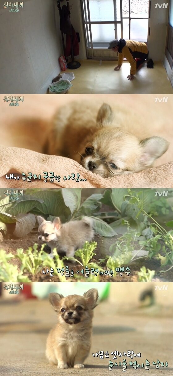 본문 이미지 - '삼시세끼' 유해진이 만재도 밍키와 첫 만남을 가졌다. ⓒ 뉴스1스포츠 / tvN '삼시세끼' 캡처