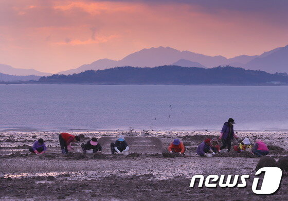 본문 이미지 - 전남 강진군 대구면 백사마을 주민들이 마을 앞 갯벌에서 바지락을 캐고 있다. &#40;강진군 제공&#41; /뉴스1