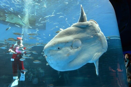 본문 이미지 - 개복치 학명이 한글 발음 시 몰라몰라로 읽을 수 있다. ⓒ AFP=뉴스1