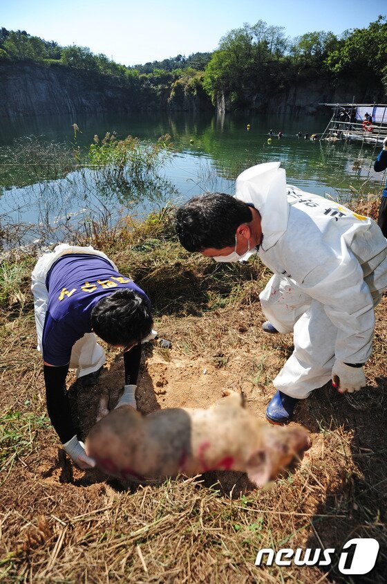 본문 이미지 - 13일 오전 전북 김제시 백구 반월리 담수호에서 전북지방경찰청 형사과 과학수사대원들이 '수중 증거물 증명력 향상 실험'을 하고 있다. 국내최초로 담수호에서 진행된 이번 실험은 산 돼지와 죽은 돼지를 담수호에 입수시킨 후 사인규명을 위한 비교 실험으로 돼지가 익사 후 수면으로 떠오르는 시점과 부패진행과정 및 지문, 유전자 등 증거물 검출 실험이다.2015.10.13/뉴스1 ⓒ News1 김대웅 기자