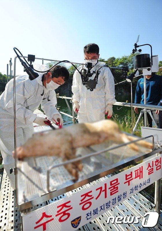 본문 이미지 - 13일 오전 전북 김제시 백구 반월리 담수호에서 전북지방경찰청 형사과 과학수사대원들이 '수중 증거물 증명력 향상 실험'을 하고 있다. 국내최초로 담수호에서 진행된 이번 실험을 통해 전북경찰청 과학수사대원들은 산 돼지와 죽은 돼지를 담수호에 입수시킨 후 사인규명을 위한 비교 실험으로 돼지가 익사 후 수면으로 떠오르는 시점과 부패진행과정 및 지문, 유전자 등 증거물 검출여부를 확인했다.2015.10.13/뉴스1 ⓒ News1 김대웅 기자